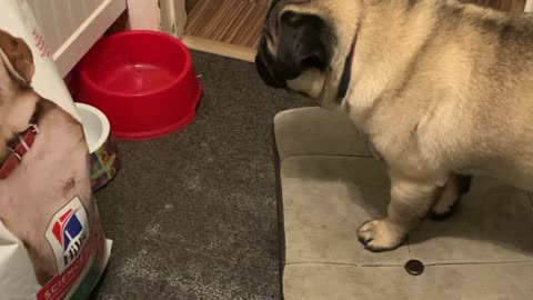 Pug Puppy Gets Territorial with Dog Picture