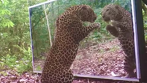 Animals Seeing Themselves For The First Time!