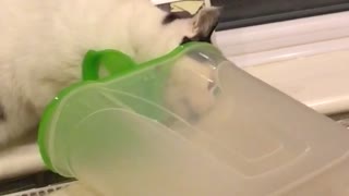 Fat cat can’t reach his food