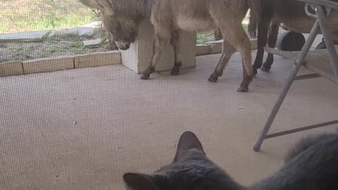 Cat watching baby donkey use house as scratching post
