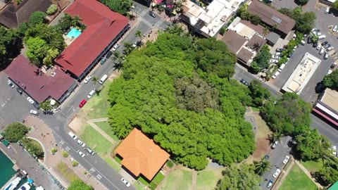 The Biggest Tree in the United States of America is in Hawaii