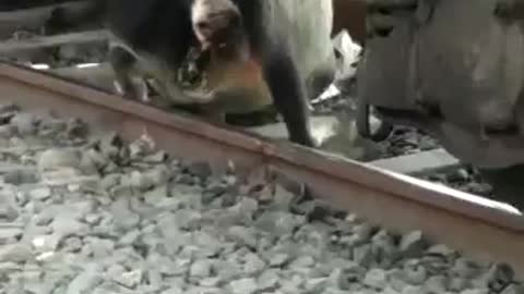 Cow makes miraculous escape after coming under the wheels of train in India