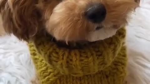 cute and funny puppy video