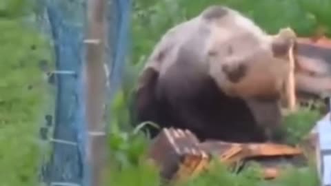 The bear was attacked by bees while destroying and eating honey