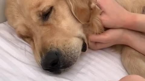 How my golden retriever wakes me up..