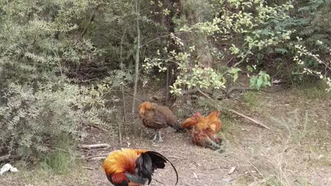 Wild chicken in NZ