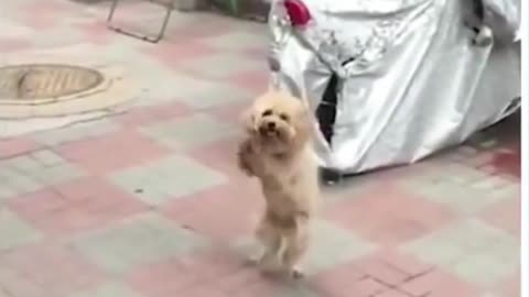 poodle dancing