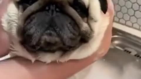 Top cute dog funny videos