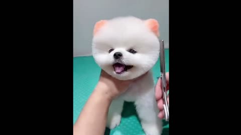 cute & funny dog |tik tok funny dog