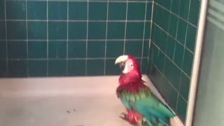 Parrots Engage In Hilarious Verbal Fight Over Shower Rights