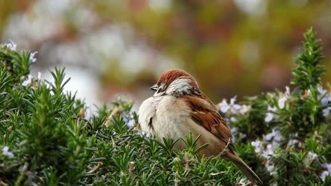 faucet-animal-foraging-bird