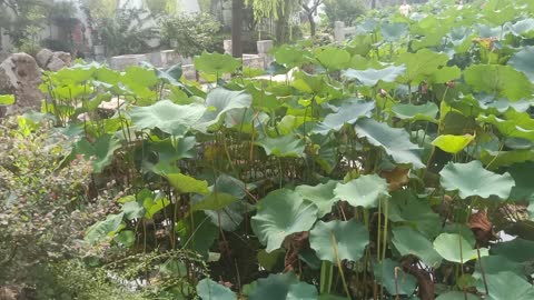 The lotus flowers in the pond are really magnificent.