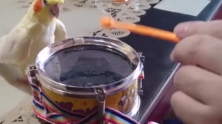 parrot knocking on the drum