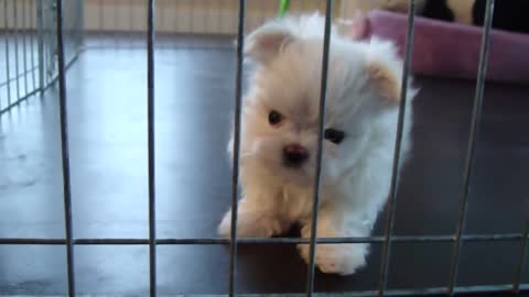 Teacup Size Female Maltese