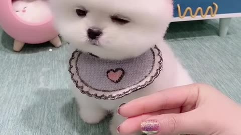 So Cute dog video