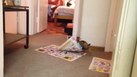 Chihuahua Puppy Destroys Newspaper