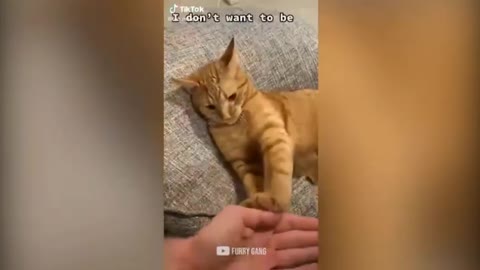 Cat Attack- Cat Reaction Complications