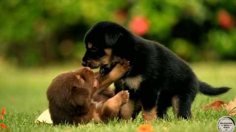 Cute Puppy Dog Video Compilation ll Adorable Puppies playing together ll Cutest Moment of Animals