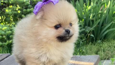 Cute puppy having fun in the garden