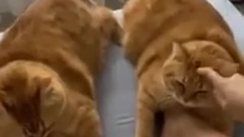 😺 Кошачья банда! 🐈 Смешное видео с котами и котятами для хорошего настроения!