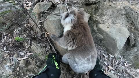 Helping a Cute Koala on its Climb