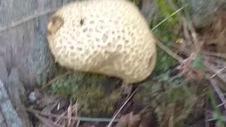 Mushroom