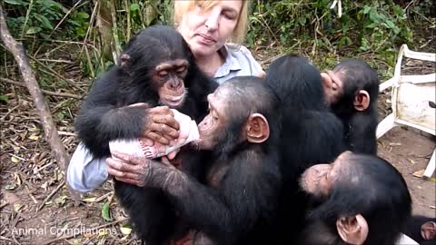 Cute baby animals - Cuddly Baby Chimpanzees Cutest Compilation