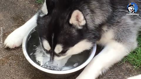 Husky Blowing Bubbles On The Water Bowl!