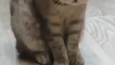 pyari cat billi ne suljhi paheli dekhkar comedy wa