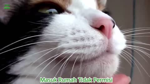 Si meong kucing lucu - Funny cats and kittens meowing