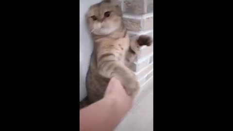 Cat doing Kung fu by her hands