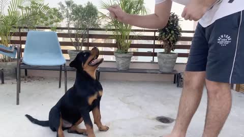 ROTTWEILER DOG TRAINING