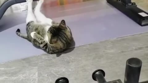 Exercise Times Funny Cats