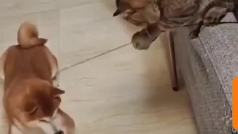 Unlikely Playmates: Cat and Dog's Adorable Playtime - A Rare Friendship!