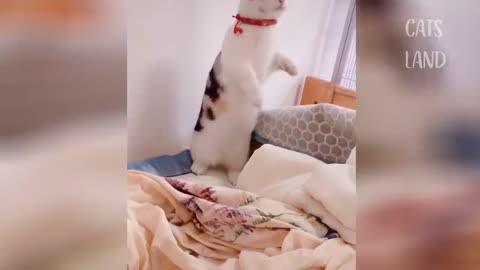 Super cute Cats videos and funny moments