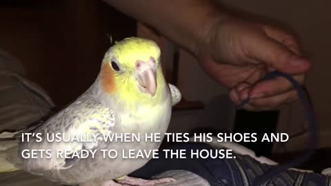 Cockatiel Sings iPhone Ringtone