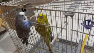 When the budgie's husband was separated