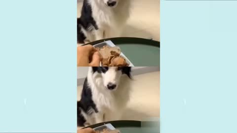 Dog reaction to cutting cake