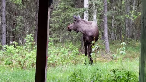 Life in Alaska - A Moose in the Yard