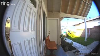Doorbell Camera Capture Feathers Flying