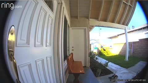 Doorbell Camera Capture Feathers Flying