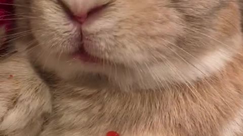 White bunny eating strawberry on owners lap