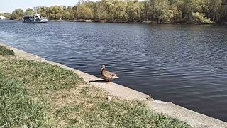 Duck. Artificial water channel. Motor ship (slow motion).