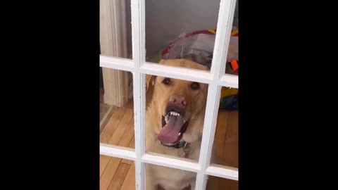 Funniest Cats And Dogs Videos 😁 - Best Funny Ani