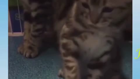 funny video, pat funny cat , dancing cat