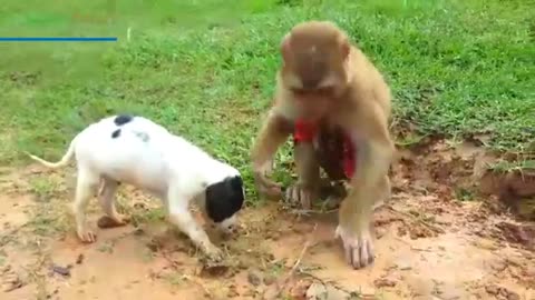Amazing SokYaa Rescue Cute Puppy & Safety