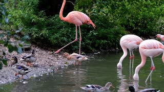 Beautiful pink flamingo birds in the lake