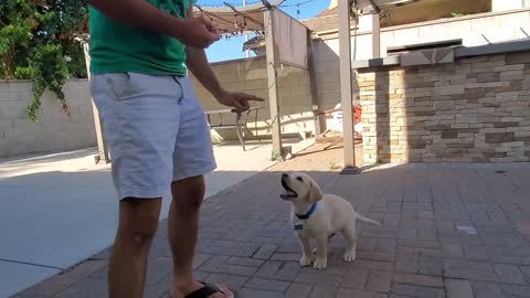 Lovely Puppy Showing All Training Skills