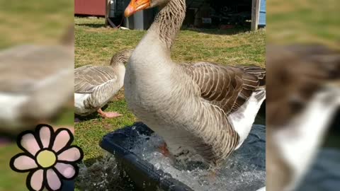 Dooby the Dancing Goose Declares it's Spring