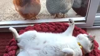 Cat sleep and watch chickens